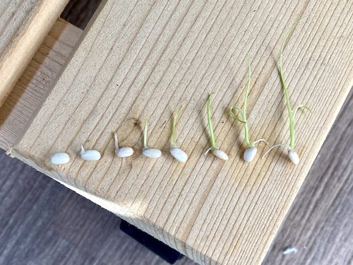 玄米から芽が出て伸びる様子