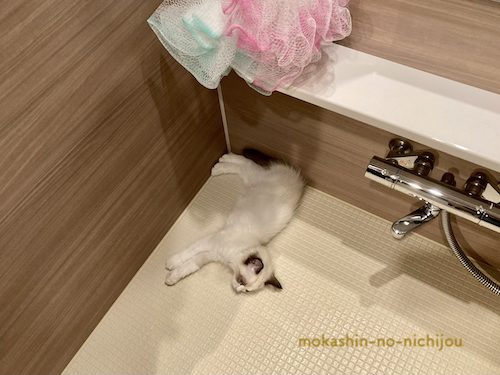 浴室すみっこで寝る猫