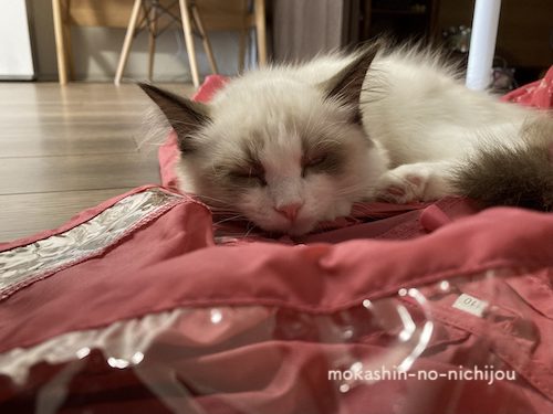 レインコート上でお昼寝する猫