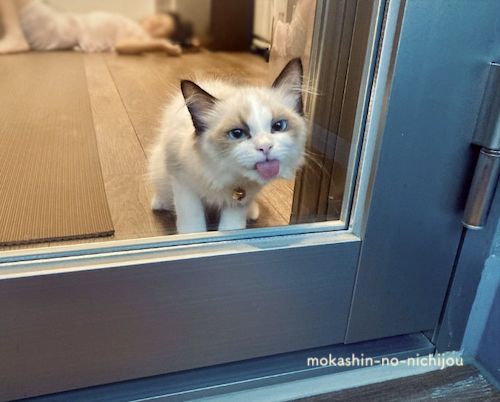 窓ガラスを舐める猫