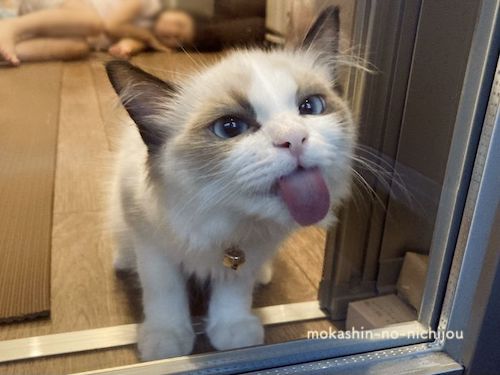 窓ガラスを舐める猫(アップ画像)