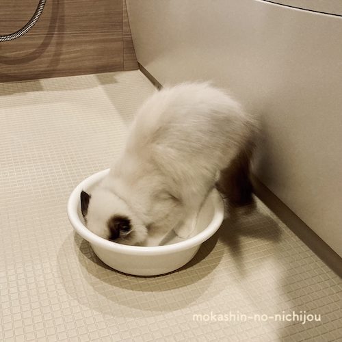 洗面器に穴を掘りたい猫