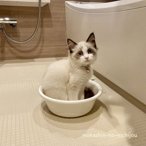 洗面器の中で落ち着く子猫