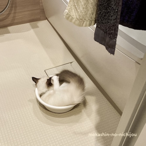 ねこ鍋風洗面器猫