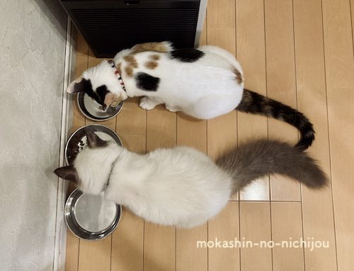 一緒に食事をする二匹の猫