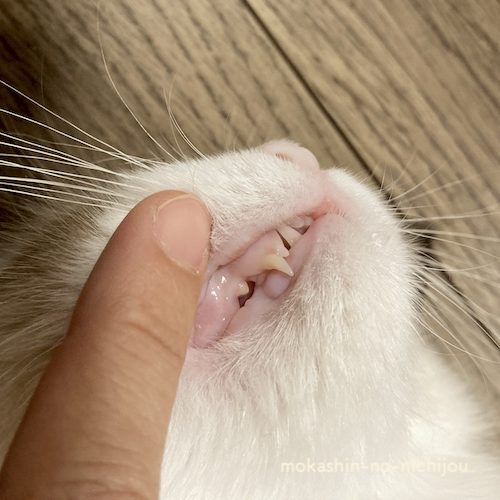 乳歯と永久歯の犬歯が混在位している(右側)
