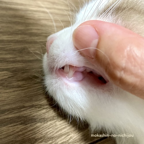 乳歯が抜けて永久歯のみになった猫の犬歯