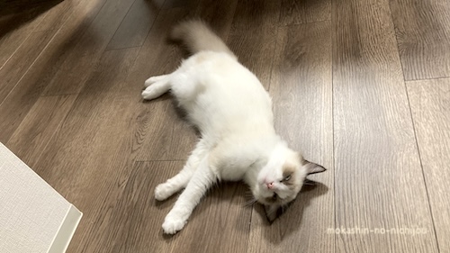 床に落ちている猫