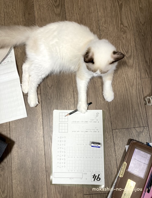 宿題をするっぽい猫