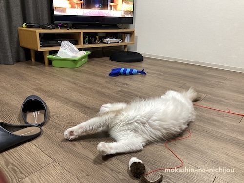 床暖房でくつろぐ猫