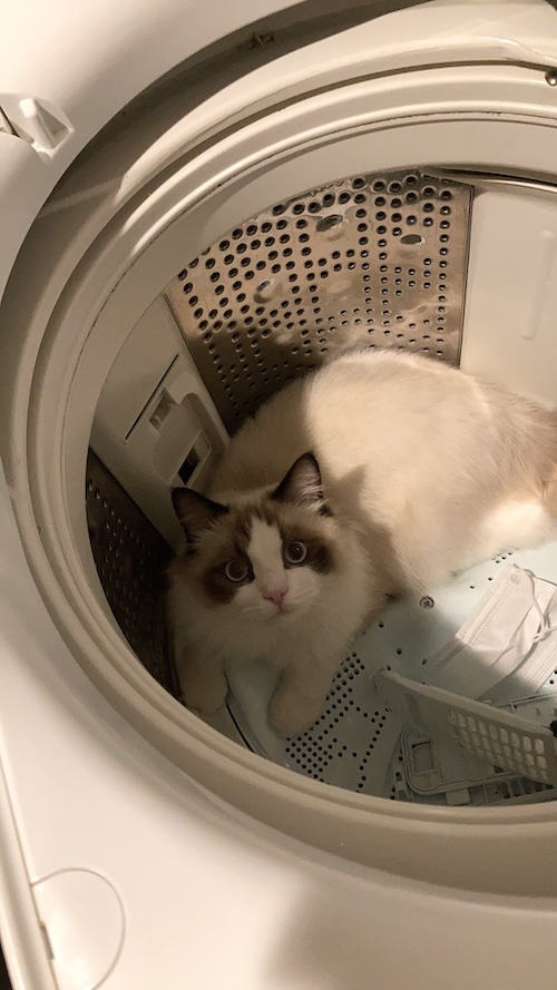 洗濯機内に潜伏する猫