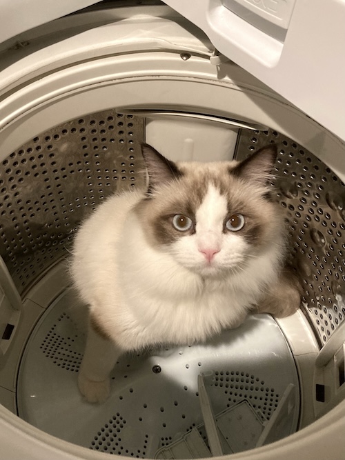 洗濯機内に潜伏する猫2