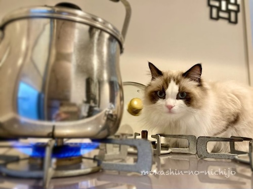 お湯が沸くのを見守る猫