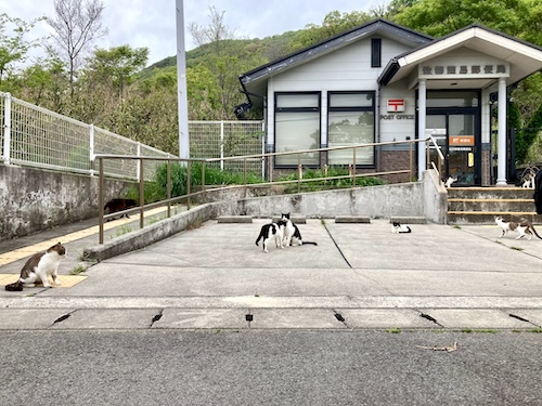 佐柳郵便局前に集合している猫たち