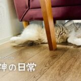 毛玉がぁぁぁぁ