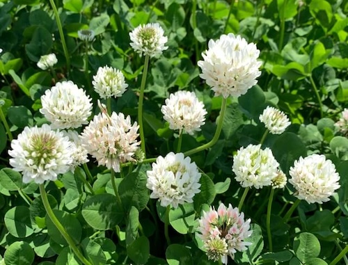 シロツメクサの花