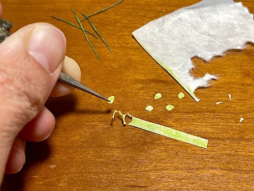 中心部のグリーンがかった花びら