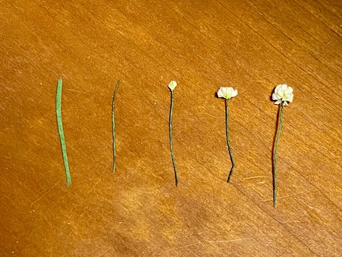 細切りの和紙／こより状の茎／貼り始め／半分／完成