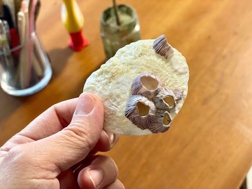 浜辺で拾った二枚貝の片割れ。外側にフジツボが付いた、やさしい光沢のある貝殻。