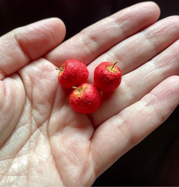 手のひらに乗せた小さな赤いリンゴの試作パーツ