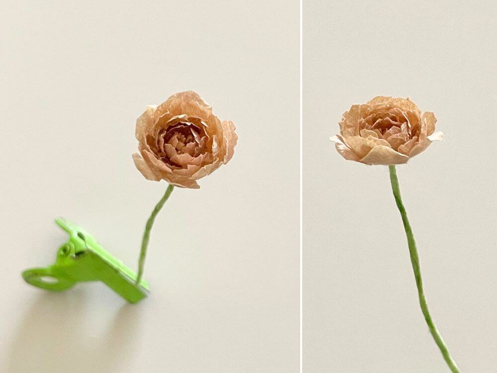 花びらを重ねて形を整えたミニチュアラナンキュラス
