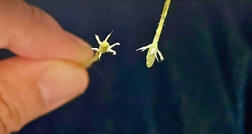 小さな和紙で作ったチューリップのおしべと花の中心部分